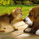 Illustration for article titled World Map Reveals How Countries Are Divided Between Cat And Dog Lovers
